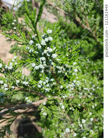 juniper tree branch with berries on green grass background 121161449