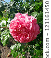 Close-up of a Vibrant Rose in Full Bloom 121161450