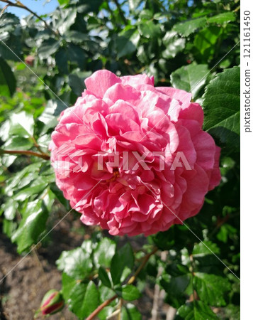 Close-up of a Vibrant Rose in Full Bloom 121161450