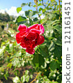 Close-up of a Vibrant Rose in Full Bloom 121161451