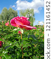 Close-up of a Vibrant Rose in Full Bloom 121161452