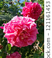 Close-up of a Vibrant Rose in Full Bloom 121161453