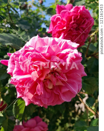 Close-up of a Vibrant Rose in Full Bloom 121161453