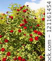 Close-up of a Vibrant Rose in Full Bloom 121161454