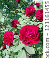 Close-up of a Vibrant Rose in Full Bloom 121161455