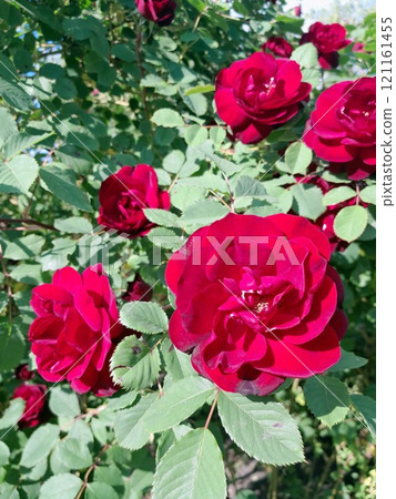 Close-up of a Vibrant Rose in Full Bloom 121161455