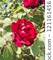 Close-up of a Vibrant Rose in Full Bloom 121161456