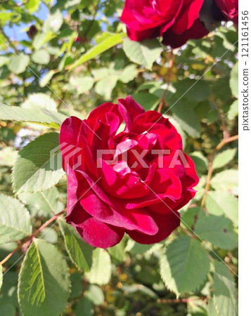 Close-up of a Vibrant Rose in Full Bloom 121161456