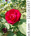 Close-up of a Vibrant Rose in Full Bloom 121161457