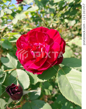 Close-up of a Vibrant Rose in Full Bloom 121161457