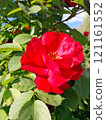 Close-up of a Vibrant Rose in Full Bloom 121161552