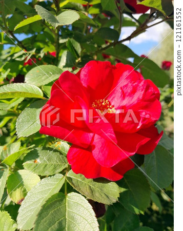 Close-up of a Vibrant Rose in Full Bloom 121161552