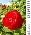 Close-up of a Vibrant Rose in Full Bloom 121161553