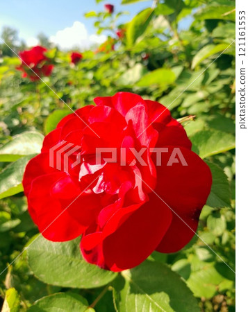 Close-up of a Vibrant Rose in Full Bloom 121161553