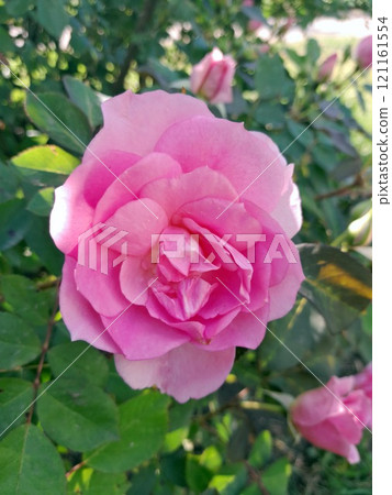 Close-up of a Vibrant Rose in Full Bloom 121161554