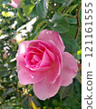 Close-up of a Vibrant Rose in Full Bloom 121161555