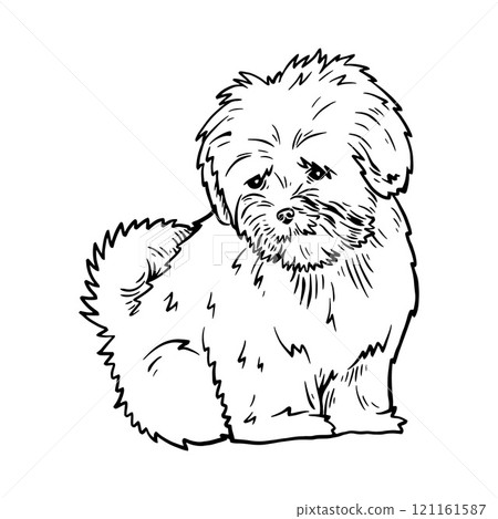 Puppy Lhasa Apso - Dog Breed, Puppy Breed Vector File, detailed vector Puppy Lhasa Apso - Dog Breed, Puppy Breed Vector File, detailed vector 121161587
