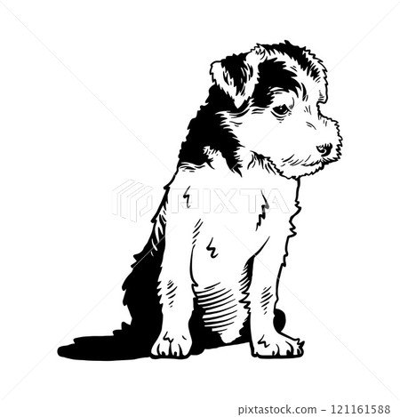 Puppy Lakeland Terrier - Dog Breed, Puppy Breed Vector File, detailed vector Puppy Lakeland Terrier - Dog Breed, Puppy Breed Vector File, detailed vector 121161588