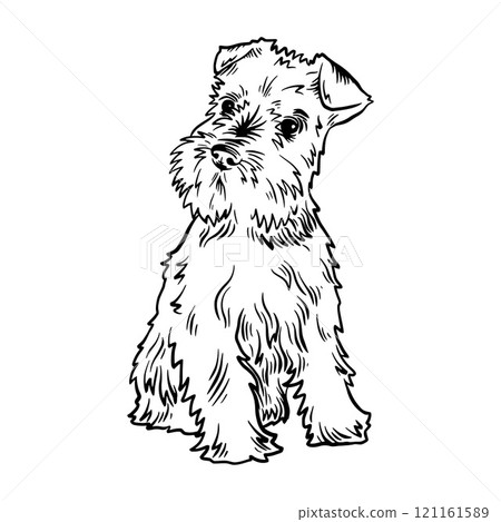 Puppy Miniature Schnauzer - Dog Breed, Puppy Breed Vector File, detailed vector Puppy Miniature Schnauzer - Dog Breed, Puppy Breed Vector File, detailed vector 121161589