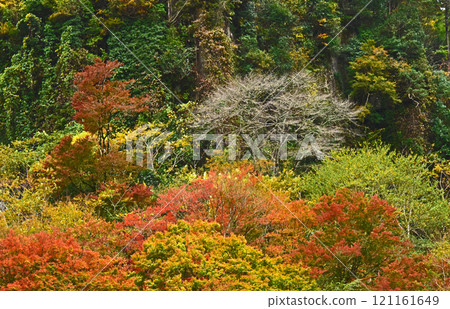 大分縣中津市矢馬溪的紅葉 121161649
