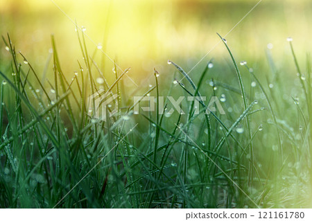 Morning Dew on Green Grass 121161780