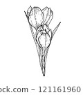 Elegant sketch of crocus, black and white graphics 121161960