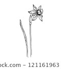 Elegant sketch of daffodil, black and white graphic 121161963
