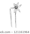 Elegant sketch of daffodil, black and white graphic 121161964