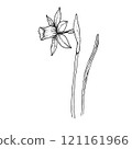Elegant sketch of daffodil, black and white graphic 121161966