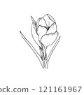 Elegant sketch of crocus, black and white graphics 121161967