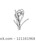 Elegant sketch of crocus, black and white graphics 121161968