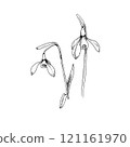 Spring flowers, black and white graphics 121161970