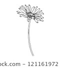 Spring flowers, black and white graphics 121161972