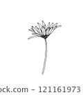 Spring flowers, black and white graphics 121161973