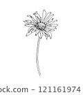 Spring flowers, black and white graphics 121161974