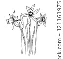 Elegant sketch of daffodil, black and white graphic 121161975