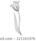 Elegant sketch of tulip, black and white graphic 121161976
