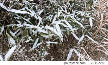 Snow-covered bamboo grass 121162288