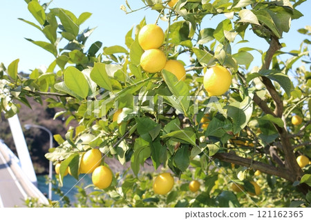 瀨戶內檸檬 瀨戶內檸檬 121162365