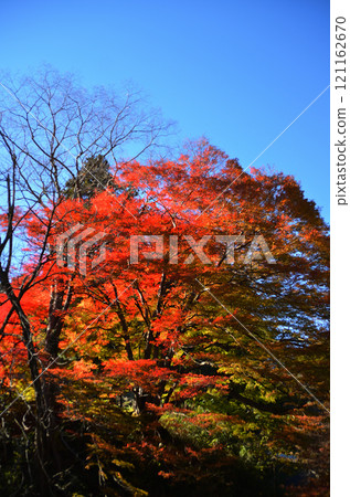 Japanese maple at Unryu-ji Temple in Izuzawa, Ogano-machi, Chichibu-gun, Saitama Prefecture 121162670