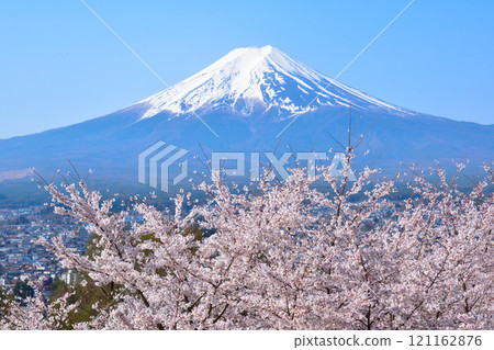 Spring Cherry Blossoms Mt. Fuji Spring Cherry Blossoms Mt. Fuji 121162876