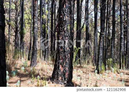 burned trees in forest after fire, charred pine tree, burned trees in forest after fire, charred pine tree, 121162906