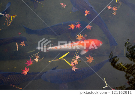 Fallen autumn leaves and red carp in a pond Fallen autumn leaves and red carp in a pond 121162911