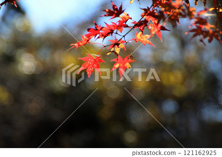 埼玉縣秩父郡小鹿野町伊豆澤雲龍寺的楓樹 121162925