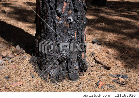 charred tree, burned trees in forest after fire 121162926