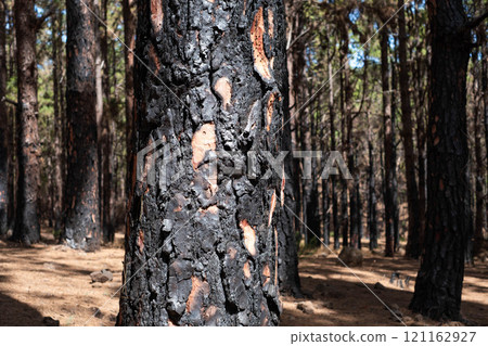 charred tree, burned trees in forest after fire 121162927