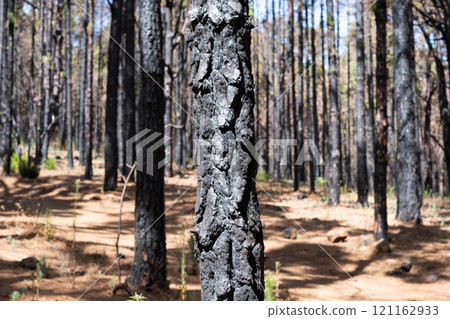 charred tree, burned trees in forest after fire in Tenerife 121162933