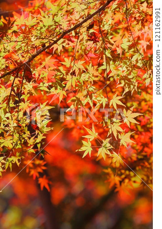 Autumn leaves 121162991