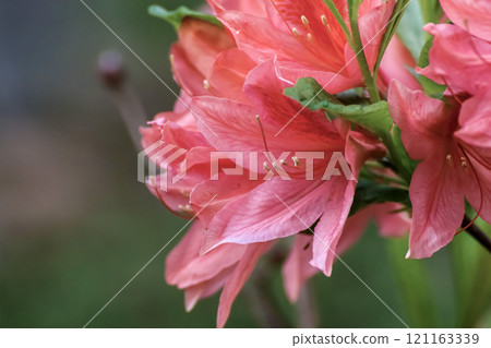 Azalea's flower Azalea's flower 121163339