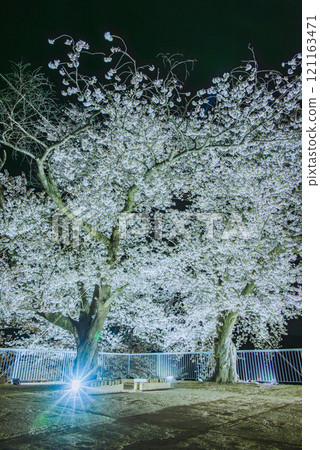 Cherry blossoms at night on the Inui Tower [Matsushiro Castle Ruins] 121163471